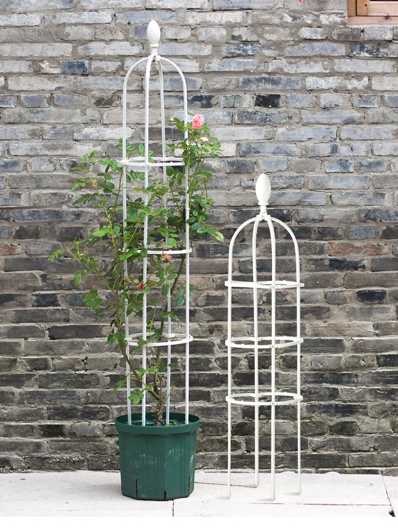 Beautiful Climbing Plant Frame