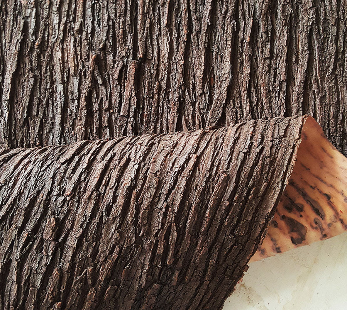 latex Tree Bark