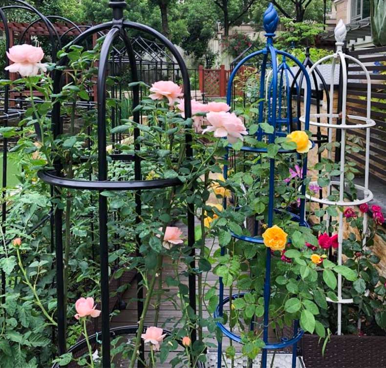 Climbing Plant Frame