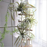 Artificial Air Plant Tillandsia