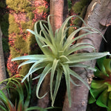 Artificial Air Plant Tillandsia