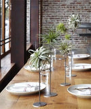 Artificial Air Plant Tillandsia