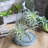 Artificial Air Plant Tillandsia