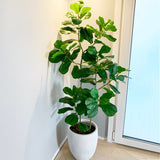 Artificial Ficus Tree