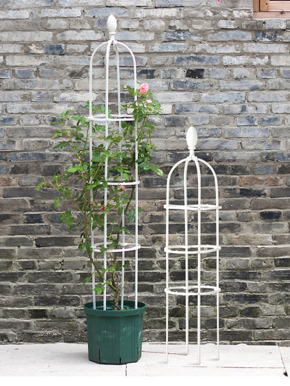 Beautiful Climbing Plant Frame