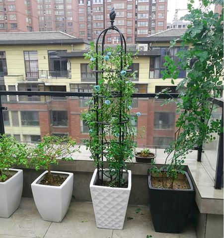 Climbing Plant Frame