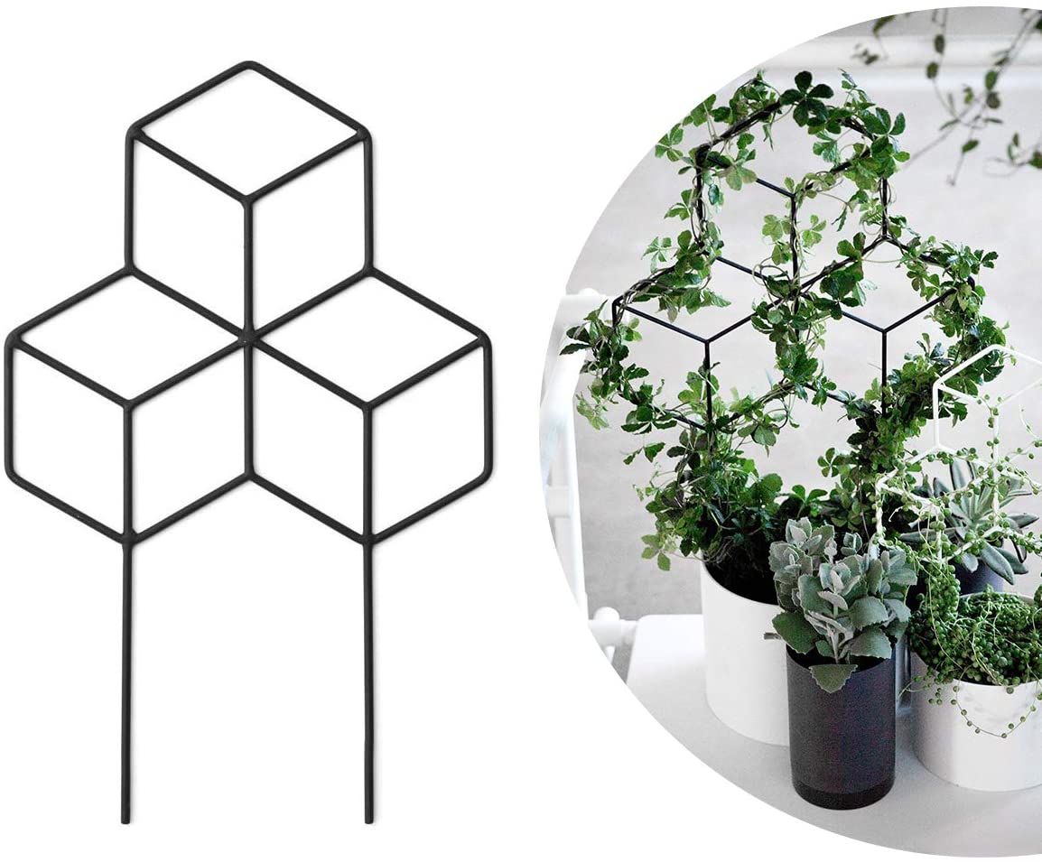 Lattice Shaped Trellis