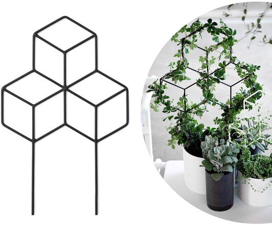 Lattice Shaped Trellis