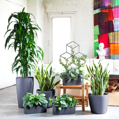 Lattice Shaped Trellis
