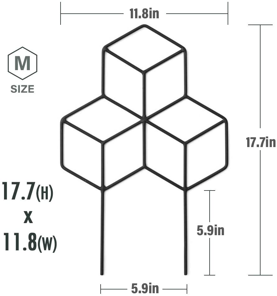 Lattice Shaped Trellis