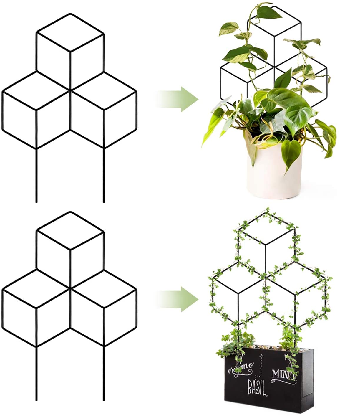 Lattice Shaped Trellis