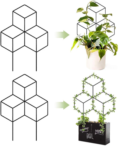 Lattice Shaped Trellis