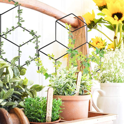 Lattice Shaped Trellis