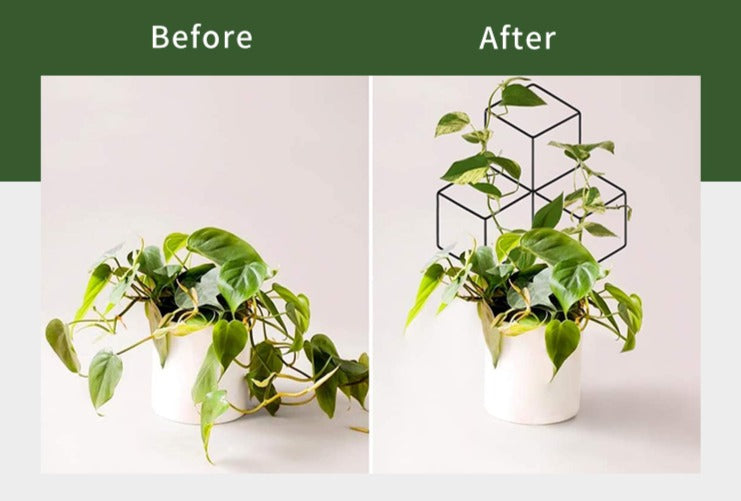 Lattice Shaped Trellis