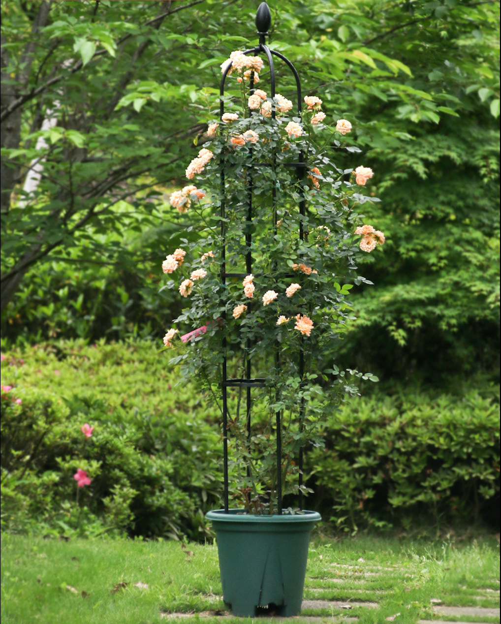 Climbing Plant Frame