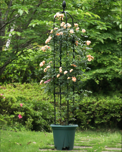 Climbing Plant Frame