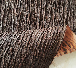 latex Tree Bark