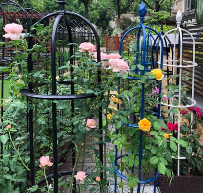 Climbing Plant Frame