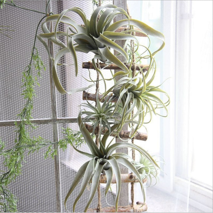 Artificial Air Plant Tillandsia